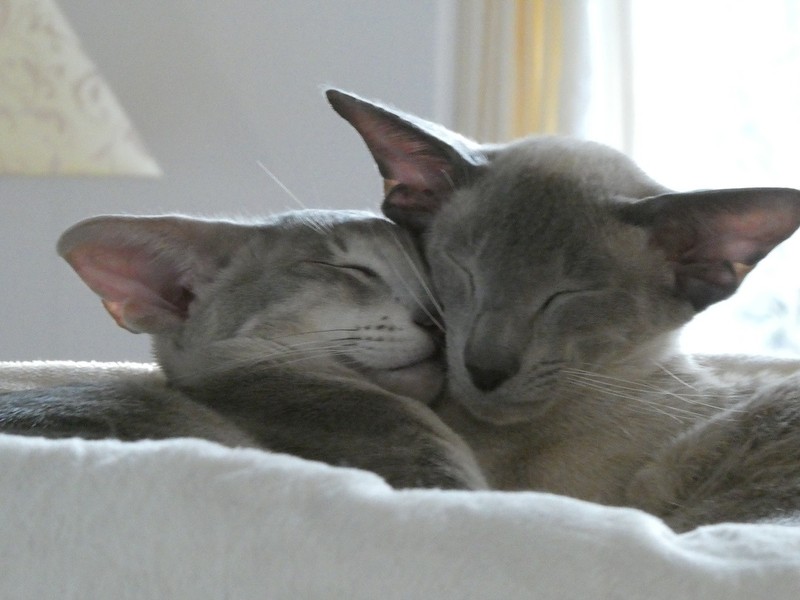 henry und cougar 2