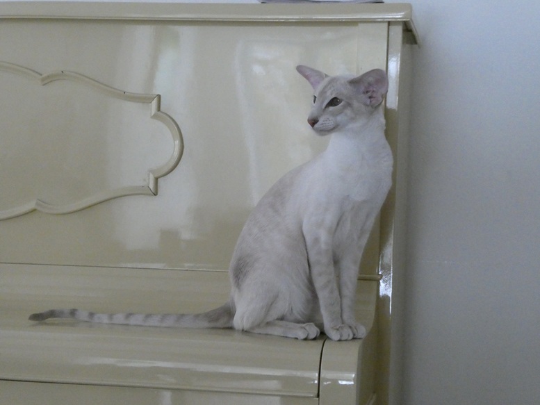 paloma002